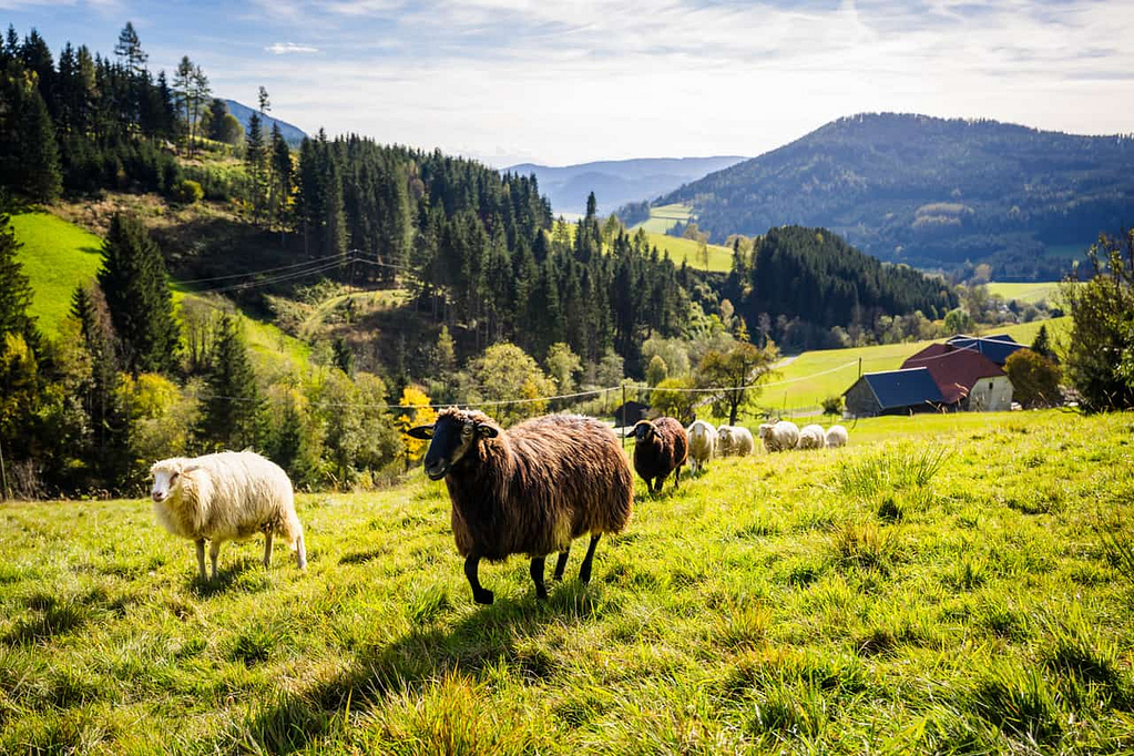Foto - Understatement-Schaf!? - Das Krainer Steinschaf
