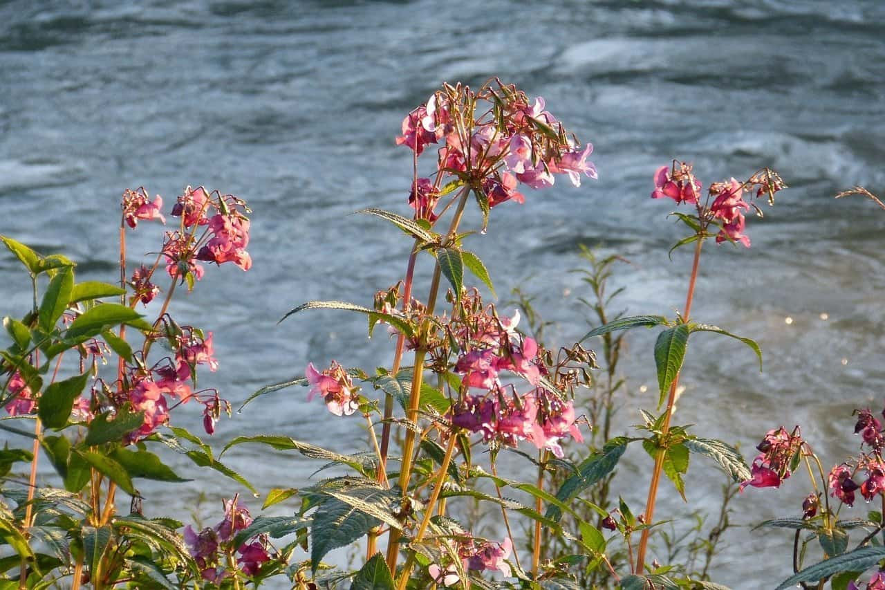 Foto - Biodiversität und Mensch im Alpenraum