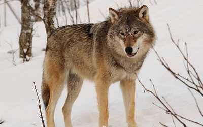 Wolf und Jagdtourismus