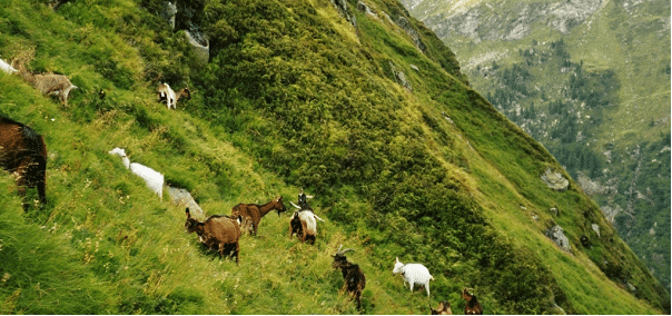 Foto - Biodiversität und Mensch im Alpenraum